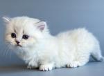 Drelon blue eyed fluffy angel munchkin standard - Munchkin Kitten For Sale - TX, US