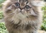 Zorro - Persian Kitten For Sale - Ormond Beach, FL, US