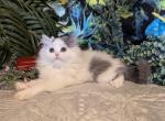 Napoleon - Minuet Kitten For Sale - New Whiteland, IN, US