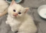 Two flame point males price is per each - Ragdoll Kitten For Sale - 
