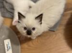 Seal female ragdoll - Ragdoll Kitten For Sale - 