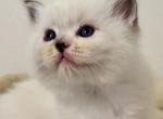 Ragdolls - Ragdoll Kitten For Sale - 