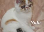 Nala - Exotic Kitten For Sale - 