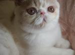 Marshmallow - Exotic Kitten For Sale - 