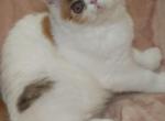 Odessa - Exotic Kitten For Sale - 