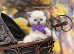 Portland Allen Scottish Straight Kitten - Scottish Straight Kitten For Sale - 