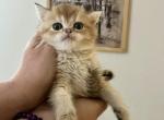 British Shorthair Golden Chinchilla Amy - British Shorthair Kitten For Sale - 