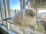 Ava - Scottish Fold Cat For Sale - 