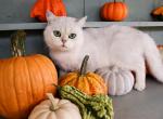 Snowball - British Shorthair Cat For Sale - 