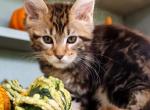 Jade - Maine Coon Kitten For Sale - 
