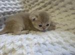 Dana5 - British Shorthair Kitten For Sale - Englewood, CO, US