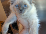 Akaza BLUE POINT - Ragdoll Kitten For Sale - Brooklyn, NY, US