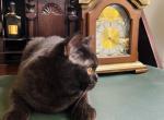PURE BREED BRITISH SHORTHAIR KITTEN ADOPTION - British Shorthair Kitten For Sale - CT, US