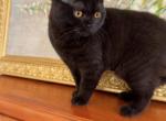 PURE BREED BRITISH SHORTHAIR KITTEN GIRL ADOPTION - British Shorthair Kitten For Adoption - CT, US