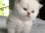 PURE BREED BRITISH SHORTHAIR FOR SALE - British Shorthair Kitten For Sale - Darien, CT, US