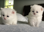 PURE BRIEED BRITISH SHORTHAIR FOR SALE - British Shorthair Kitten For Sale - CT, US