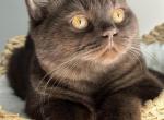 Louis - British Shorthair Kitten For Sale - Sacramento, CA, US