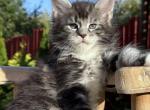 Silver male - Maine Coon Kitten For Sale - Odesa, Odessa Oblast, UA