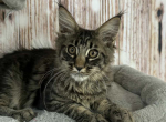 Efirm - Maine Coon Kitten For Sale - 