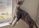 Bibo - Devon Rex Kitten For Sale - 