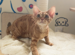Pika - Devon Rex Kitten For Sale - 