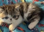 Exoticboykitten - British Shorthair Kitten For Sale - Kissimmee, FL, US