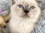 Scottish Fold pretty boy blue eyes - Scottish Fold Kitten For Sale - Orlando, FL, US