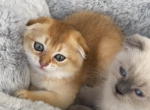Scottish fold boy gold - Scottish Fold Kitten For Sale - Orlando, FL, US