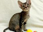 Snickers - Devon Rex Kitten For Sale - 