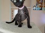 Ruby - Devon Rex Kitten For Sale - 