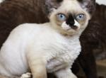 Jazzy - Devon Rex Kitten For Sale - 