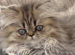 Fantasia - Persian Kitten For Sale - Ormond Beach, FL, US