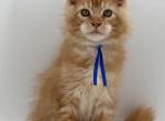 Orange red Maine coon kitten - Maine Coon Kitten For Sale - W Bloomfield, MI, US