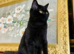 FREE BRITISH SHORTHAIR GIRL - British Shorthair Kitten For Adoption - CT, US