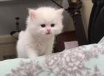 PURE BREED BRITISH SHORTHAIR KITTENS WHITE - British Shorthair Kitten For Sale - CT, US