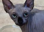 Sphynx Black solid - Sphynx Cat For Sale - Miami, FL, US