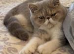 Ms Sassy - Exotic Kitten For Sale - 