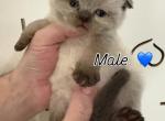PEANUT SCOTTISH FOLD - Scottish Fold Kitten For Sale - 
