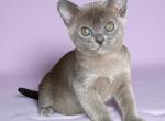 Kira - Burmese Kitten For Sale - Norwalk, CT, US