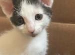 Rey - Domestic Kitten For Sale - 