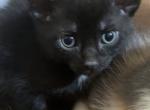 Purin - Domestic Kitten For Sale - 