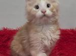 Thomas Kinkade - Maine Coon Kitten For Sale - 