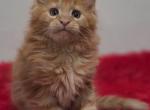 Claude Monet - Maine Coon Kitten For Sale - 