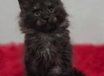 Rembrandt - Maine Coon Kitten For Sale - 