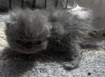 Exotickittens - Exotic Kitten For Sale - Kissimmee, FL, US