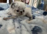 Himalyankittens - Himalayan Kitten For Sale - Kissimmee, FL, US