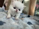 Persianwhitekittens - Persian Kitten For Sale - Kissimmee, FL, US
