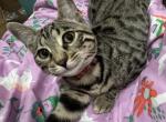 Artemis - Bengal Kitten For Sale - 