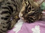 Kuromi - Bengal Cat For Sale - 