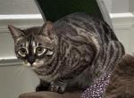 Asher - Bengal Cat For Sale - 
